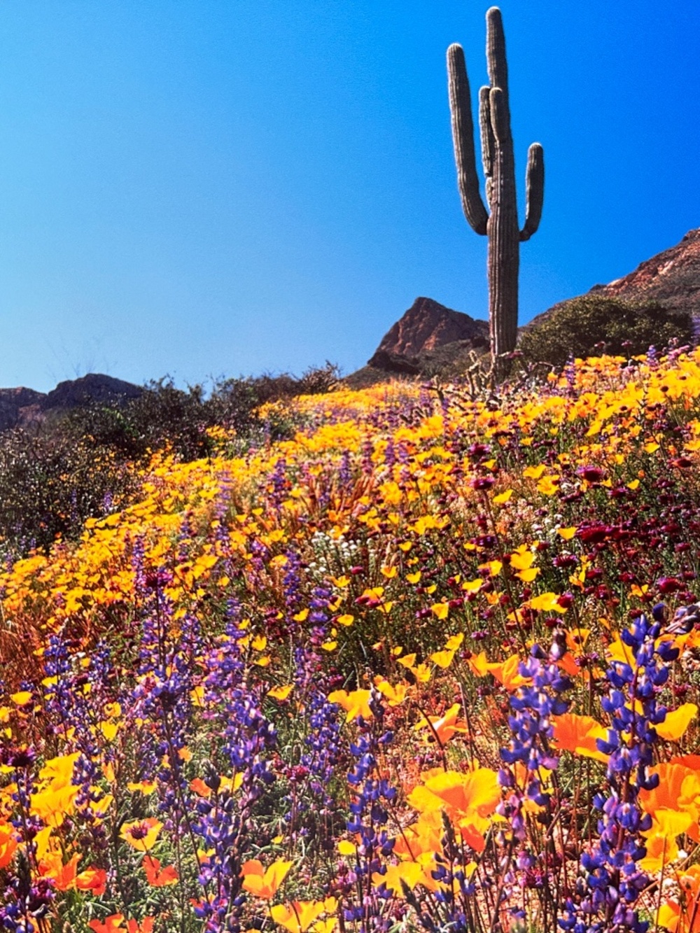 Professional Photograph Arizona Desert Mountain Cactus, Flowers White Mat 11x14